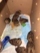 9 Bobwhite Quail Chicks w/ Permit