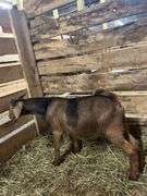 Brown & Black Spotted Boer Billy