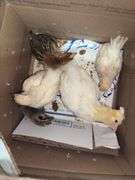 5 Chicks - 3 White, 1 Brown Feather Bantam & 1 Brown Bantam