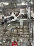 3- Unsexed Satinette Pigeons