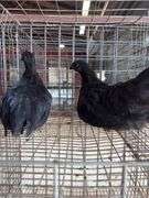 2 Ayam Cemani Hens