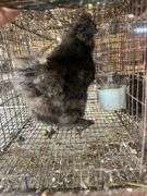 Silkie Rooster