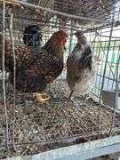 2 Barnyard Mix Hens