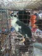 Young Ancona Call Cross Hen Duck "Nezbit"