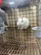 Netherland Dwarf Bred Doe - 2 Yrs Old