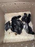 10 BC1 Olive Egger to Blue Copper Maran Chicks - 2 Wks Old