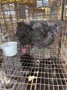 3 Bearded Silkies - 1 Silkie & 2 Showgirl