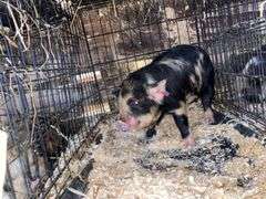 Female Kune Kune Pig