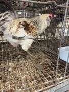 Young Easter Egger Rooster