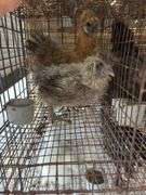 2 Silkie Hens