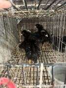 5 Rustic Rock Pullets