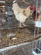 Rooster