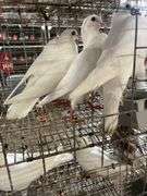 4 Homer Pigeons