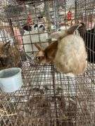 2 Bunnies