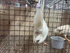 White Old English Bantam Rooster