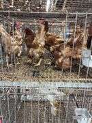 5 Golden Comet Laying Hens