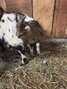 Brown & White Nigerian Dwarf Billy