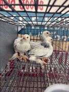 3 Light Brahma Chicks - Hatched 6/16/25