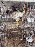 3 Easter Egger Roosters