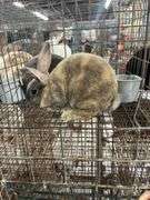 2 Mini Rex Bucks