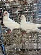 2 Homer Pigeons