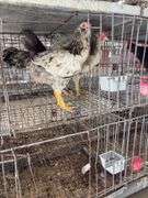 3 Easter Egger Roosters