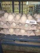 3 Doz Super Jumbo King Duck Eating Eggs