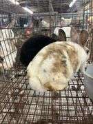 2 Mini Rex Bucks