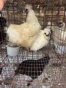 2 Silkie Hens