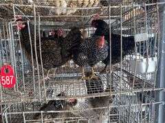 3 Plymouth Rock Laying Hens