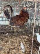 Easter Egger Rooster - 4 Months Old - Friendly