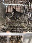 3 Mystic Maran Pullets