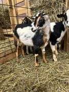 Tri Color Nigerian Dwarf Nanny w/ Blue Eyes - 4 Mos Old