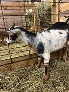 Tri Color Nigerian Dwarf Nanny w/ Blue Eyes - 4 Mos Old