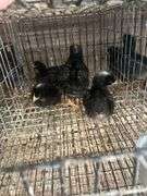 5 Rustic Rock Pullets