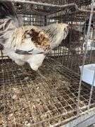 Young Easter Egger Rooster