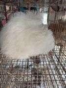 Albino English Angora Doe