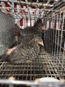 5 Plymouth Barred Rock Hens