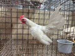White Old English Bantam Rooster