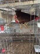 3 Roosters - 2 White Leghorn & 1 Rhode Island Rooster