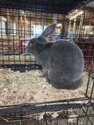 Proven Rex Sr Buck w/ Pedigree - Friendly - Has Scuffed Up Eye