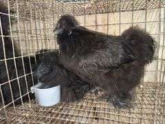 2 Black Bearded Silkies