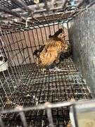 3 Appenzeller Chicks - 10 Wks Old