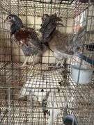 2 Easter Egger Pullets