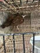 Purple Peachick