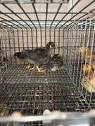 3 Blue Laced Gold Wyandotte Pullets