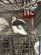 2 Guineas - 1 White 1 Pearl