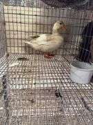 Young Unsexed White Call Duck