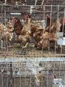 5 Golden Comet Laying Hens