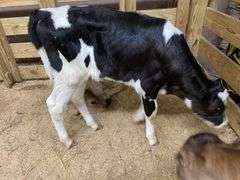Holstein Heifer Bottle Calf - Had Colostrum